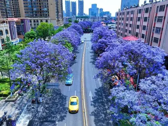 大きな花の咲く木