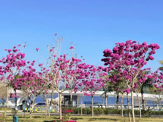 中型の花木