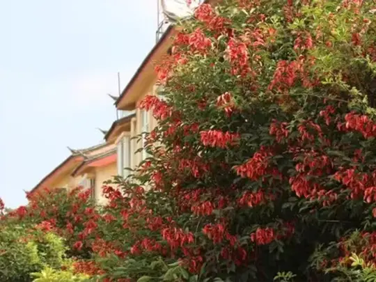 ユニークな花の咲く木