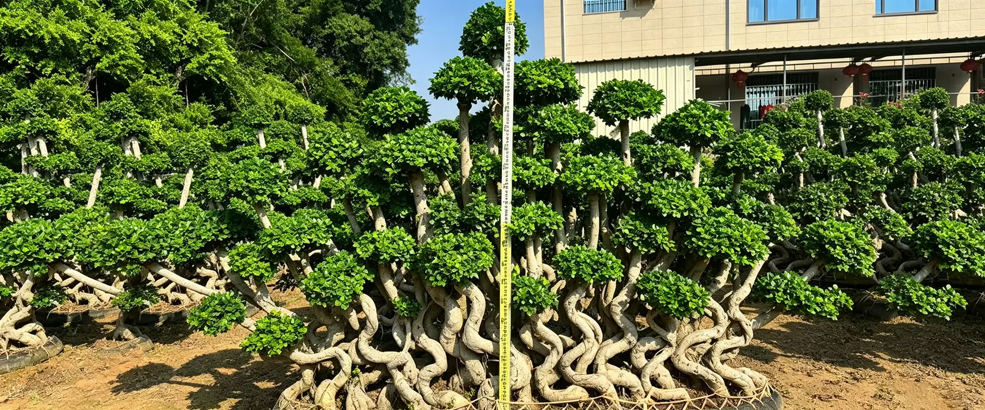 中国の常緑樹陰木サプライヤー