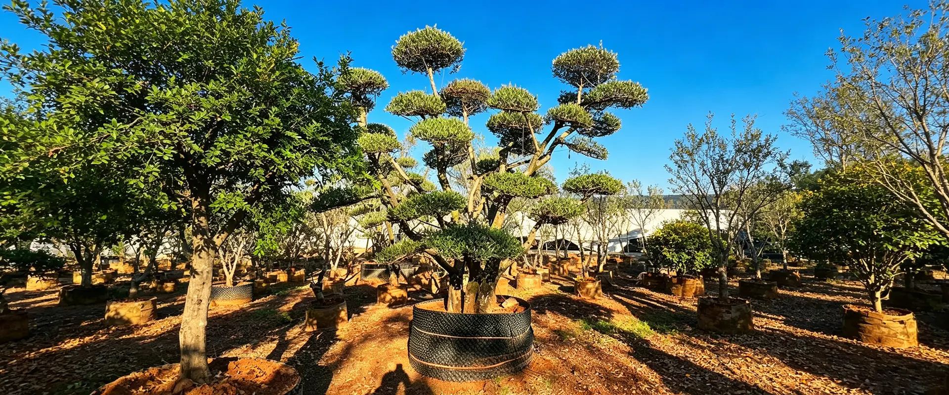 ユニークな花の咲く木を販売中