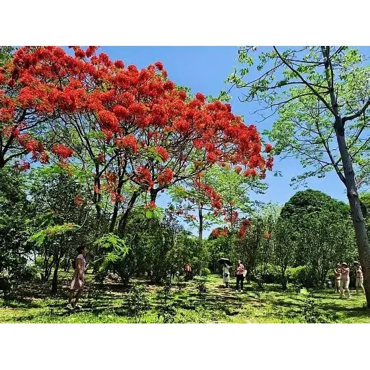 鉢植えのホウオウボクが植物卸売業者の市場範囲をどのように拡大するのか?