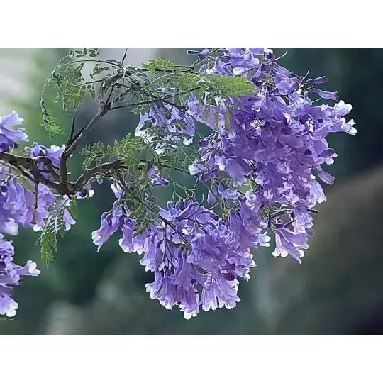 ジャカランダの木はどのようにして素晴らしい景観と長く続く美しさを生み出すのでしょうか? ジャカランダの木はどのようにして素晴らしい景観と長く続く美しさを生み出すのでしょうか?