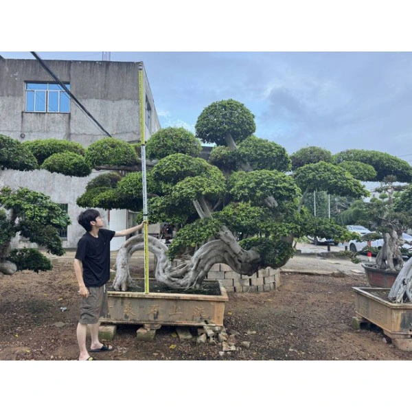 フィカス ミクロカルパ盆栽