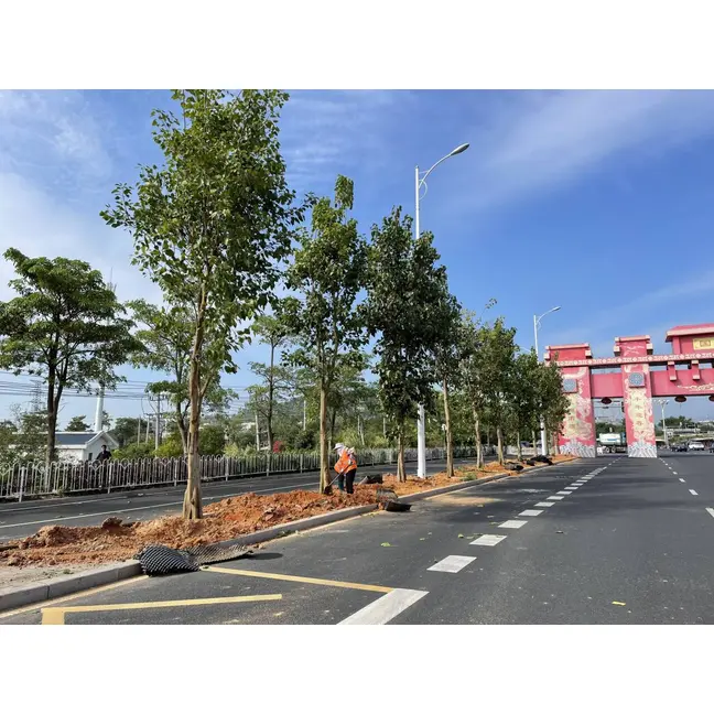 Ficus religiosa ライナー