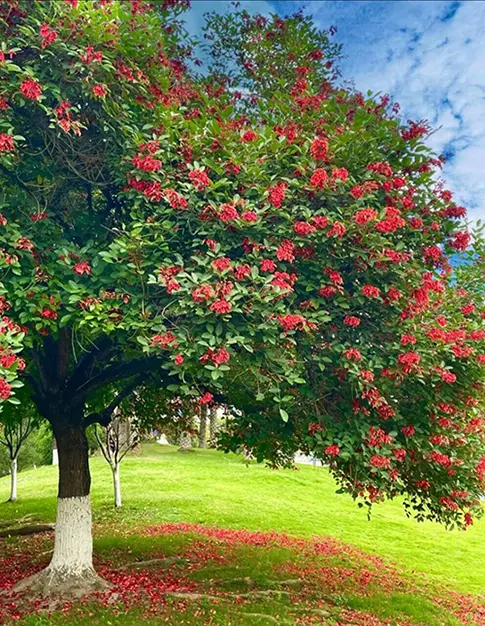 Specimen Cockscomb Coral Tree