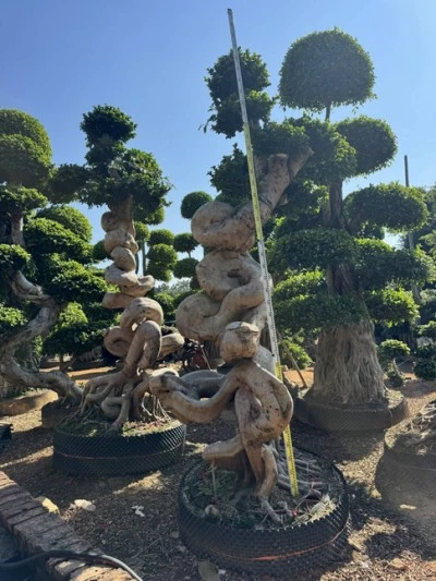 Ficus Microcarpa Bonsai Tree