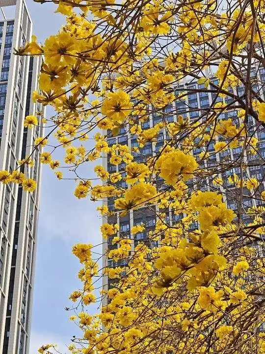 Golden Trumpet Tree Bonsai