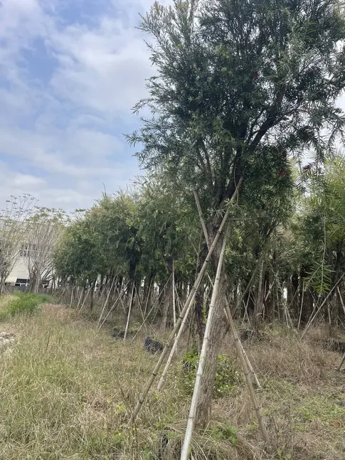 Weeping Bottlebrush Street Trees