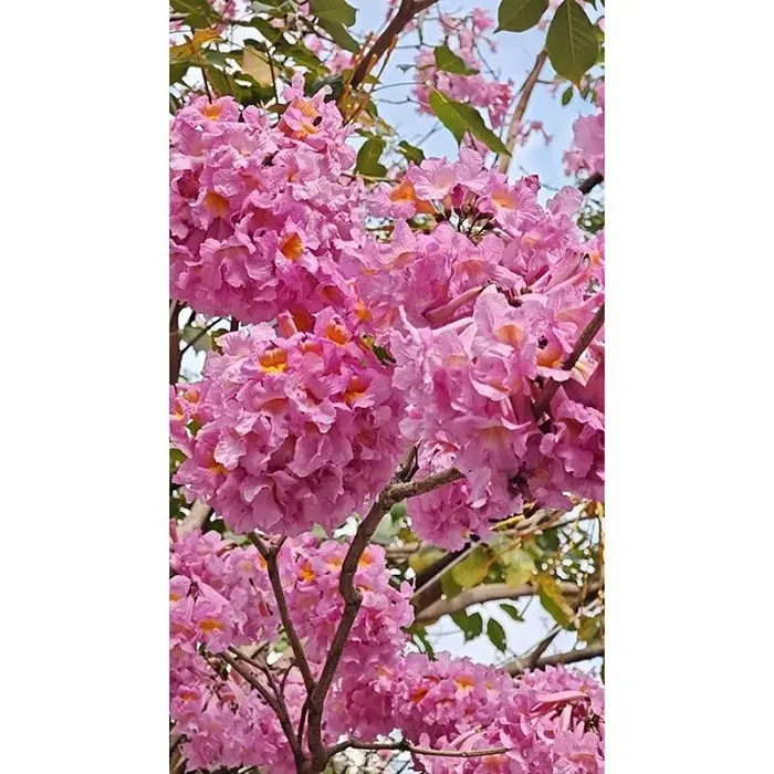紫ノウゼンカズラ盆栽