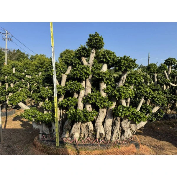 標本 Ficus microcarpa の木