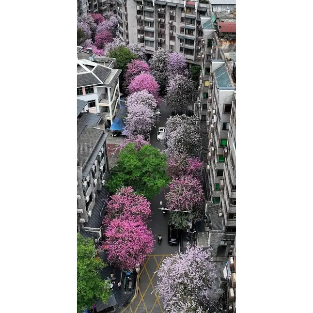 ピンクの蘭の木の標本
